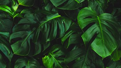 Photo of Planten in huis? Lees de inspiratie tips!