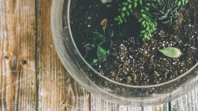 Photo of Geef een origineel cadeau, geef een planten terrarium.