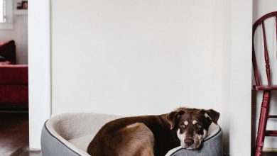Photo of Vlooien bij je hond: effectieve strategieën voor preventie en behandeling