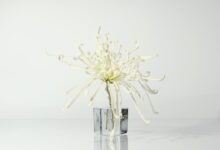 Photo of Een blik op de films en tv-programma’s met Sam Neill