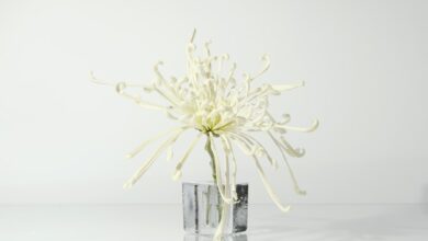 Photo of Een blik op de films en tv-programma’s met Sam Neill