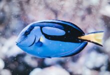 Photo of Paling schoonmaken doe je zo: van slijmerige vis tot smakelijke filet