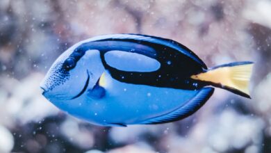 Photo of Paling schoonmaken doe je zo: van slijmerige vis tot smakelijke filet