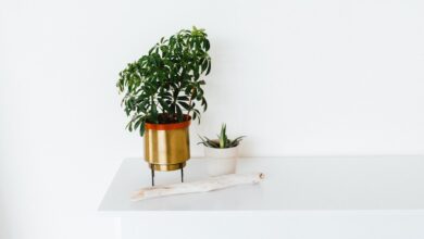 Photo of Struiken snoeien voor een gezonde en mooie tuin