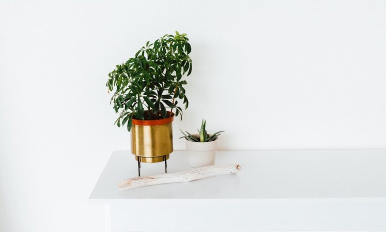 Struiken snoeien voor een gezonde en mooie tuin