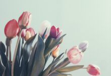 Photo of Wilgen snoeien voor gezonde en sterke bomen