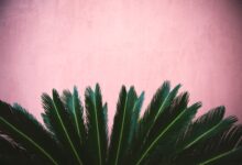 Photo of Zo houd je pieris japonica goed in vorm met de juiste snoei