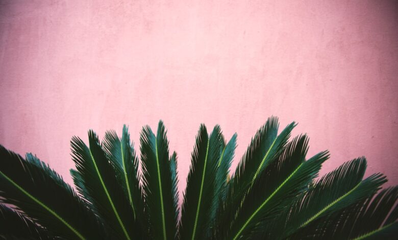 Zo houd je pieris japonica goed in vorm met de juiste snoei