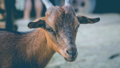 Photo of Pijn aan de elleboog: oorzaken, klachten en wat je kunt doen