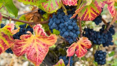 Photo of Druif snoeien: zo houd je gezonde planten en veel vruchten