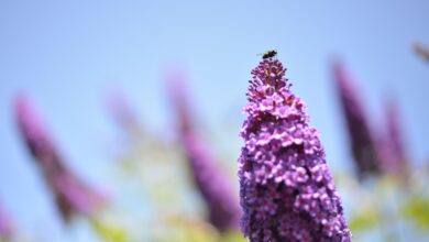 Photo of Vlinderstruik snoeien in je tuin: het juiste moment en handige tips