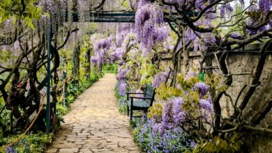 Photo of Blauwe regen snoeien voor een gezonde en bloeiende plant