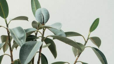 Photo of Groene vingers voor iedereen: zo houd je kamerplanten gezond