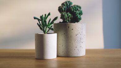 Photo of Groen thuis: zo bouw je een mooie plantencollectie op